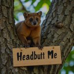 Why the “Headbutt a Kinkajou” TikTok Challenge is GENIUS